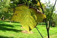 Ilfelder Ahornpark im Herbstlicht Bild: Ilfelder Ahornpark im Herbstlicht