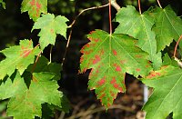 Ilfelder Ahornpark im Herbstlicht Bild: Ilfelder Ahornpark im Herbstlicht