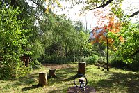 Ilfelder Ahornpark im Herbstlicht Bild: Ilfelder Ahornpark im Herbstlicht