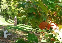 Ilfelder Ahornpark im Herbstlicht Bild: Ilfelder Ahornpark im Herbstlicht