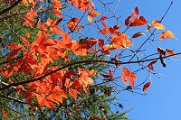 Ilfelder Ahornpark im Herbstlicht Bild: Ilfelder Ahornpark im Herbstlicht
