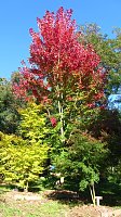 Ilfelder Ahornpark im Herbstlicht Bild: Ilfelder Ahornpark im Herbstlicht