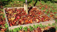 Ilfelder Ahornpark im Herbstlicht Bild: Ilfelder Ahornpark im Herbstlicht
