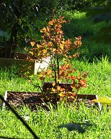 Ilfelder Ahornpark im Herbstlicht Bild: Ilfelder Ahornpark im Herbstlicht