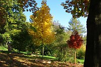 Ilfelder Ahornpark im Herbstlicht Bild: Ilfelder Ahornpark im Herbstlicht
