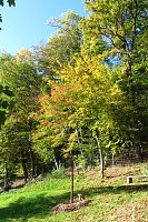 Ilfelder Ahornpark im Herbstlicht Bild: Ilfelder Ahornpark im Herbstlicht