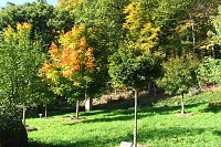 Ilfelder Ahornpark im Herbstlicht Bild: Ilfelder Ahornpark im Herbstlicht