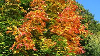 Ilfelder Ahornpark im Herbstlicht Bild: Ilfelder Ahornpark im Herbstlicht