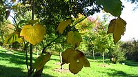 Ilfelder Ahornpark im Herbstlicht Bild: Ilfelder Ahornpark im Herbstlicht
