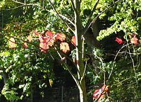 Ilfelder Ahornpark im Herbstlicht Bild: Ilfelder Ahornpark im Herbstlicht