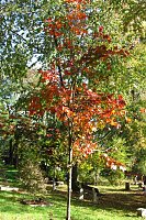 Ilfelder Ahornpark im Herbstlicht Bild: Ilfelder Ahornpark im Herbstlicht