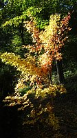 Ilfelder Ahornpark im Herbstlicht Bild: Ilfelder Ahornpark im Herbstlicht