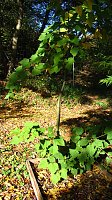 Ilfelder Ahornpark im Herbstlicht Bild: Ilfelder Ahornpark im Herbstlicht