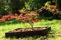 Ilfelder Ahornpark im Herbstlicht Bild: Ilfelder Ahornpark im Herbstlicht