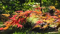 Ilfelder Ahornpark im Herbstlicht Bild: Ilfelder Ahornpark im Herbstlicht