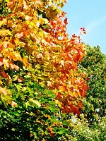 Ilfelder Ahornpark im Herbstlicht Bild: Ilfelder Ahornpark im Herbstlicht