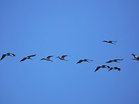 Bild: Die Flugschau ist er&ouml;ffnet