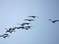 Bild: Die Flugschau ist er&ouml;ffnet