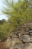 Sparkassenwanderung in Bleicherode Bild: Sparkassenwanderung in Bleicherode