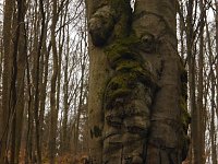 Bild: Die W&auml;chter des Harzes: Baumgeist