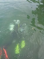 Bild: Schnuppertauchen beim TSC Neptun