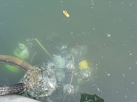Bild: Schnuppertauchen beim TSC Neptun