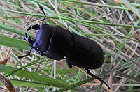 Hirschkäfer entdeckt Bild: Hirschkäfer entdeckt