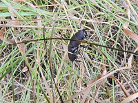 Hirschkäfer entdeckt Bild: Hirschkäfer entdeckt