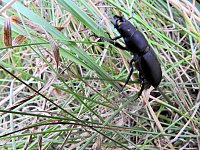 Hirschkäfer entdeckt Bild: Hirschkäfer entdeckt