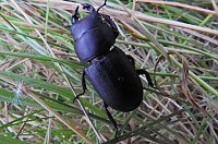 Hirschkäfer entdeckt Bild: Hirschkäfer entdeckt