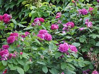 Bild: Besuch im Rosengarten in Bad Langensalza
