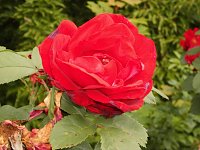 Bild: Besuch im Rosengarten in Bad Langensalza