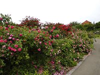 Bild: Besuch im Rosengarten in Bad Langensalza