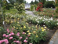 Bild: Besuch im Rosengarten in Bad Langensalza