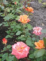 Bild: Besuch im Rosengarten in Bad Langensalza