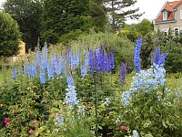Bild: Besuch im Rosengarten in Bad Langensalza