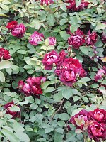 Bild: Besuch im Rosengarten in Bad Langensalza