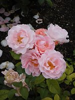 Bild: Besuch im Rosengarten in Bad Langensalza