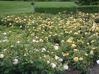 Bild: Besuch im Rosengarten in Bad Langensalza