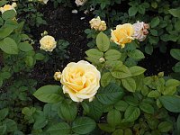 Bild: Besuch im Rosengarten in Bad Langensalza