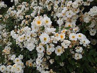 Bild: Besuch im Rosengarten in Bad Langensalza