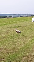 Bild: Verletzter Storch ist eingefangen