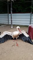 Bild: Verletzter Storch ist eingefangen