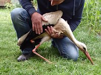 Bild: Verletzter Storch ist eingefangen