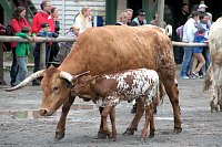 Bild: Impressionen aus Pullmann City II in Harzgerode