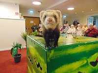 Bild: Tierisch, tierisch im Sonnenhof