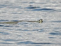 Bild: Tiere am See