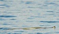 Bild: Tiere am See