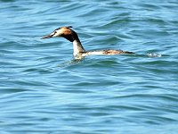Bild: Tiere am See