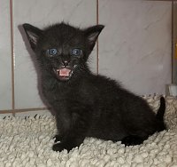 Bild: 20 K&auml;tzchen warten im Nordh&auml;user Katzenhaus auf ein neues zu Hause